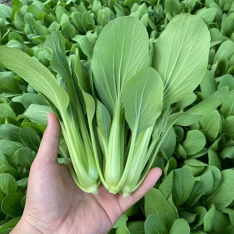 信福6号青梗菜种子油菜小青菜上海青菜籽夏季耐热农专用