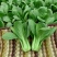 信福6号青梗菜种子油菜小青菜上海青菜籽夏季耐热农专用