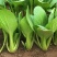 信福6号青梗菜种子油菜小青菜上海青菜籽夏季耐热农专用