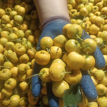 黄金豆山楂口感好，颜色好品质更好，需要的老板联系