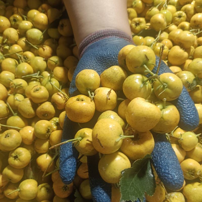 黄金豆山楂口感好，颜色好品质更好，需要的老板联系