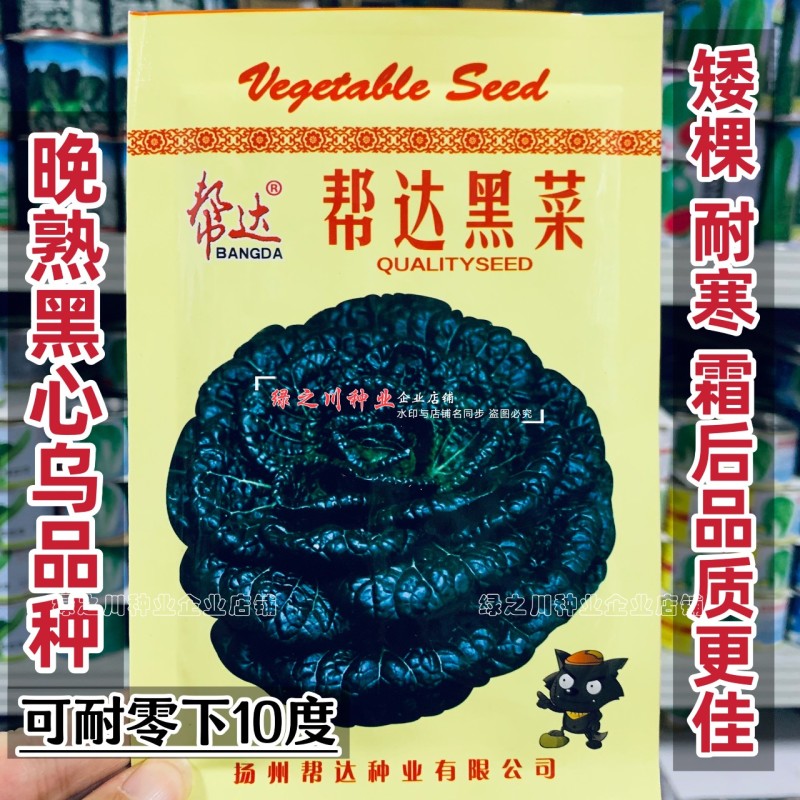 帮达黑菜种子耐寒黑心乌种子抗寒矮棵晚熟乌塌菜种子秋季