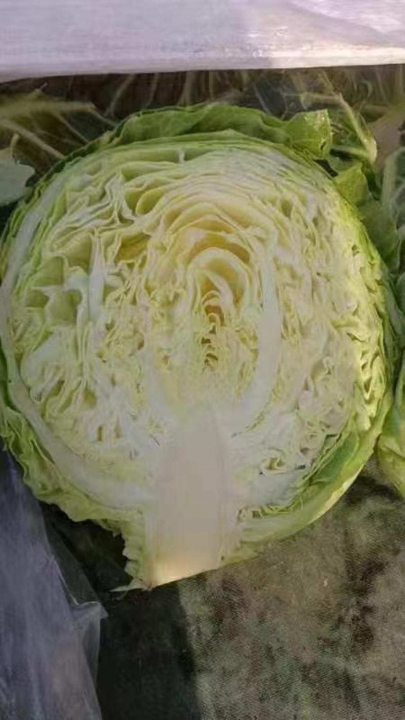 【牛商优选】精品圆包菜大量供应品质保证量大从优