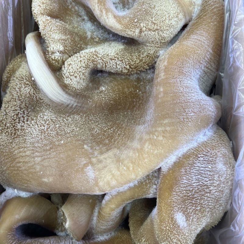 五分熟牛肚，干水，无油，出成高，一件15斤，对接全国各地