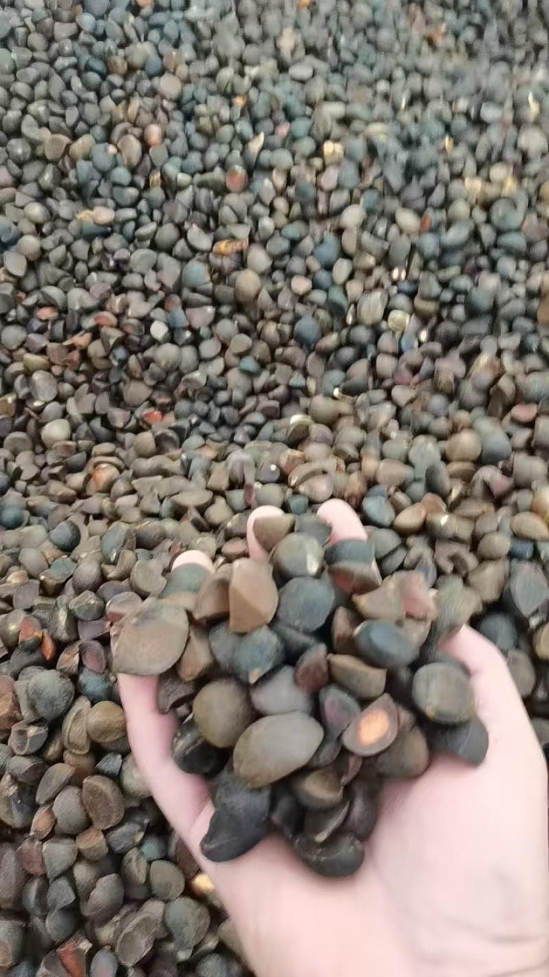 精品山茶籽，产油率高，品质保障直发可视频看货欢迎