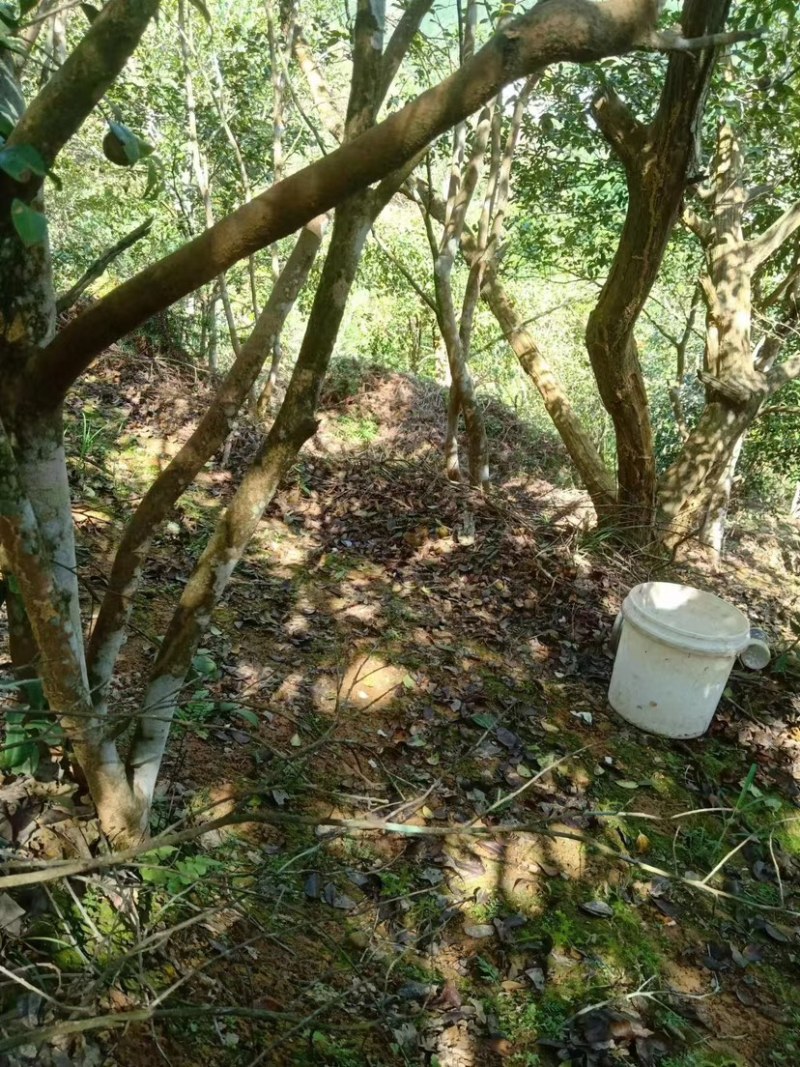 甄选精品山茶籽油，山茶油支持一件代发欢迎下单
