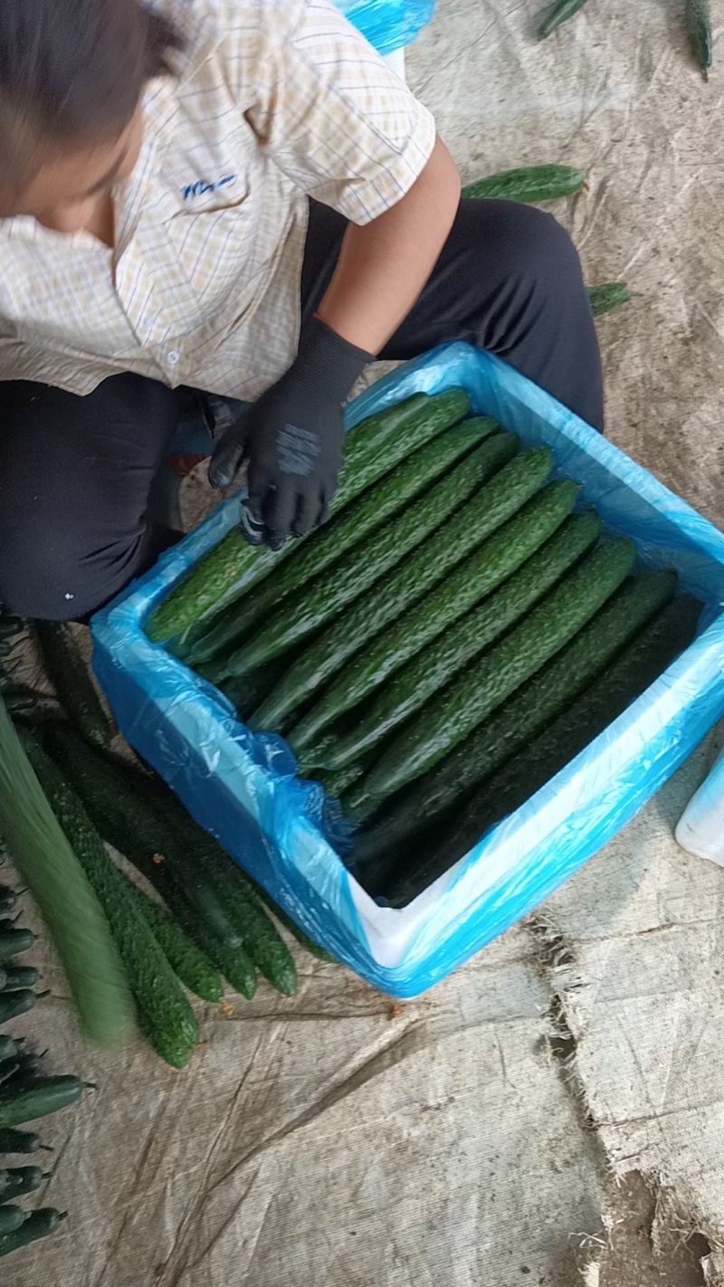 贵州精品密刺黄瓜，量大从优、质量保证，全国供应。