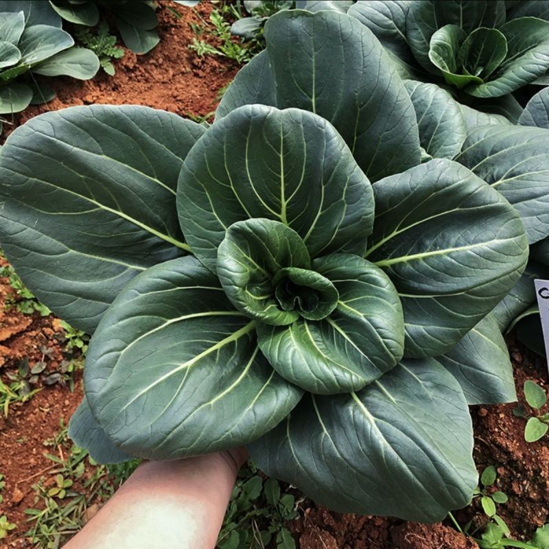 黑宝四倍体苏州青种子小青菜上海青菜种籽矮脚小油菜四季蔬菜