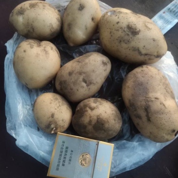 沽源县土豆大量上市中