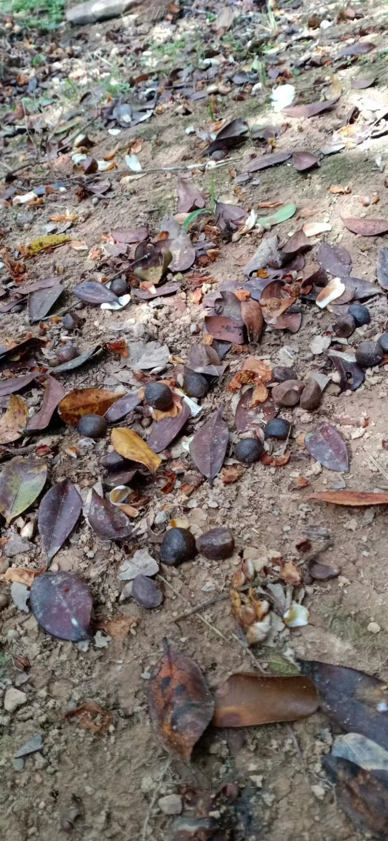 热卖广西精品山茶籽产地大量供应直发，品质包障欢迎