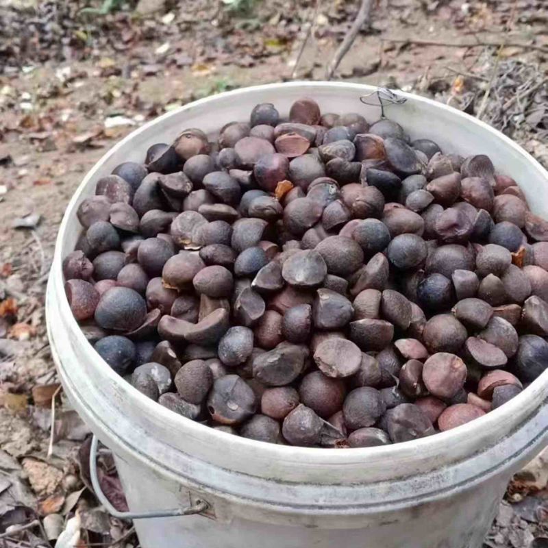 热卖广西精品山茶籽产地大量供应直发，品质包障欢迎