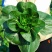 八宝青青菜种子抗病强耐热耐寒优质高产叶面光滑大田可用