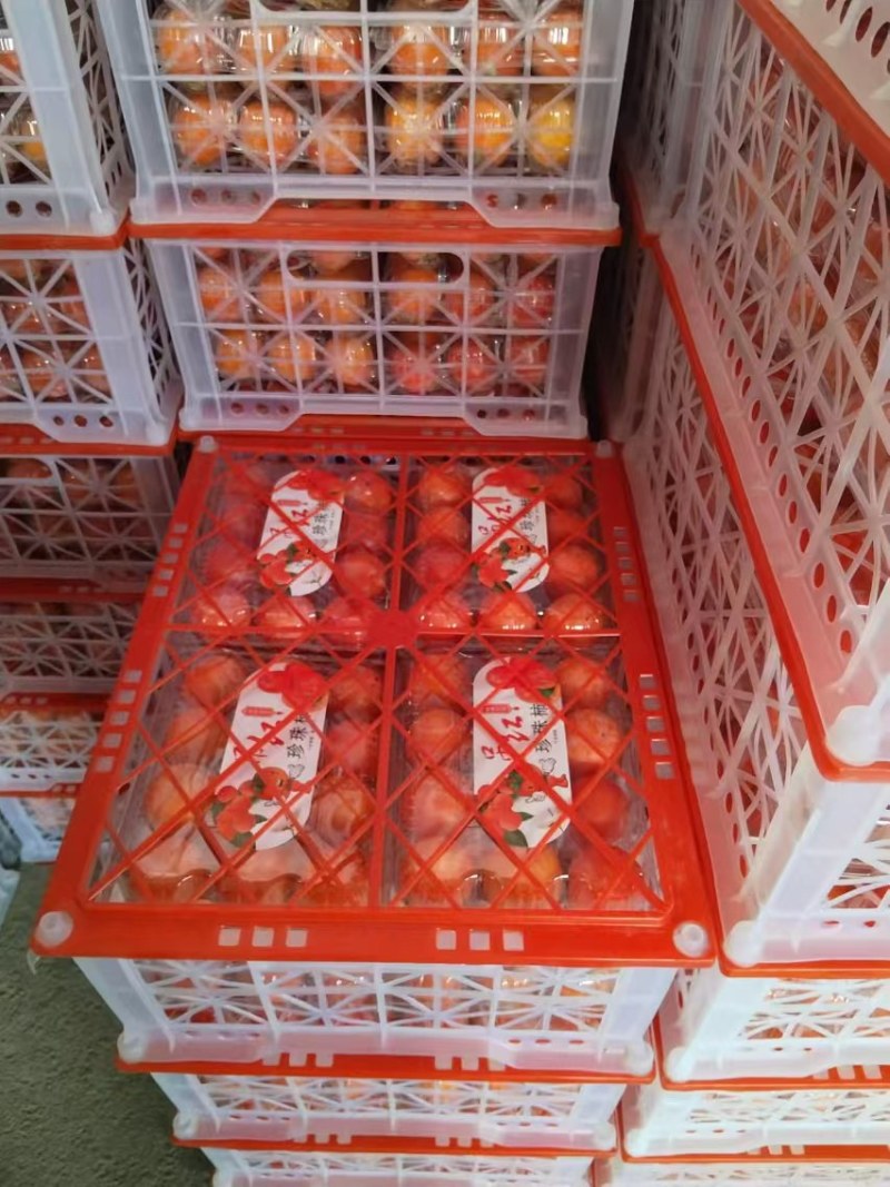 吊红柿子,胭脂红柿子,火罐柿子，重台柿子大量供应