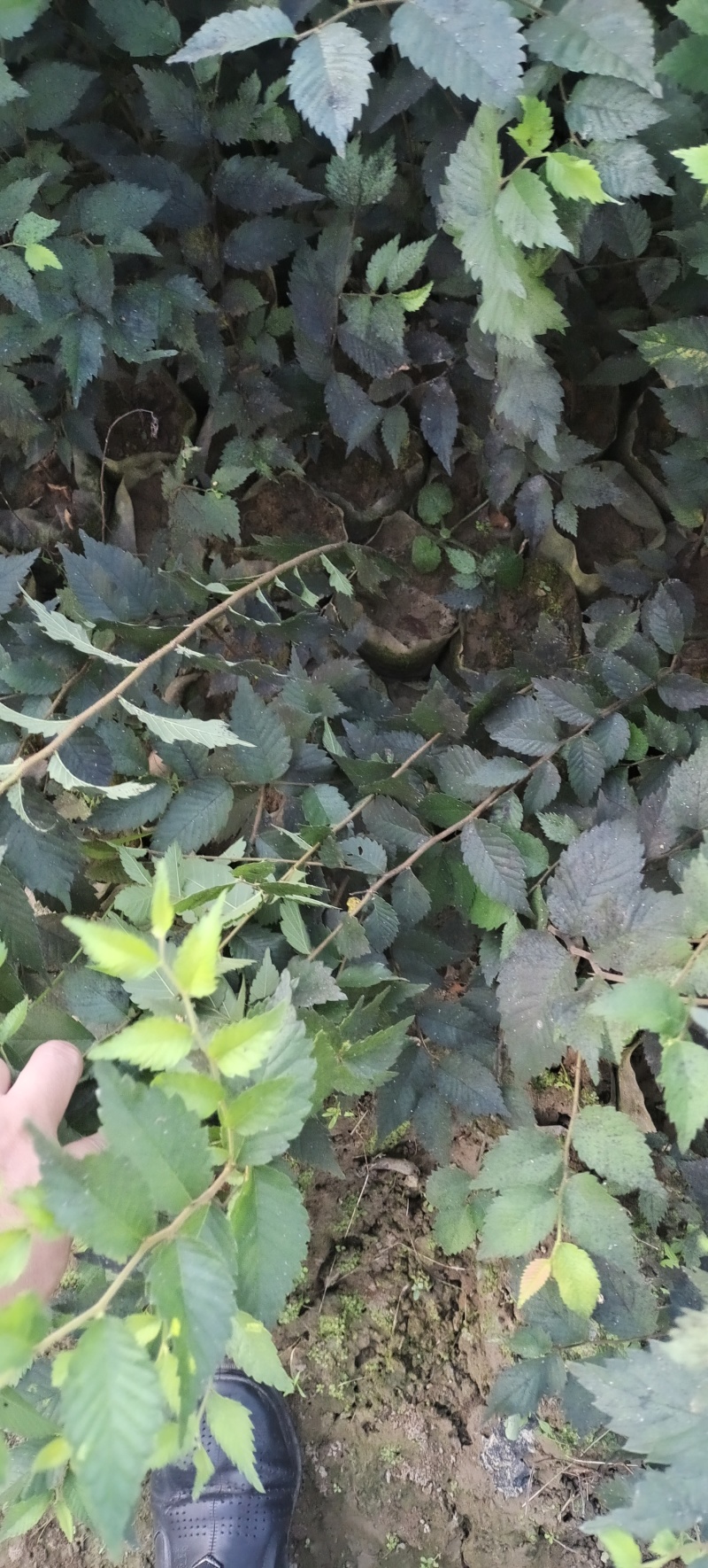 红榉苗，江西红榉苗，湖北红榉苗，裸根，杯苗