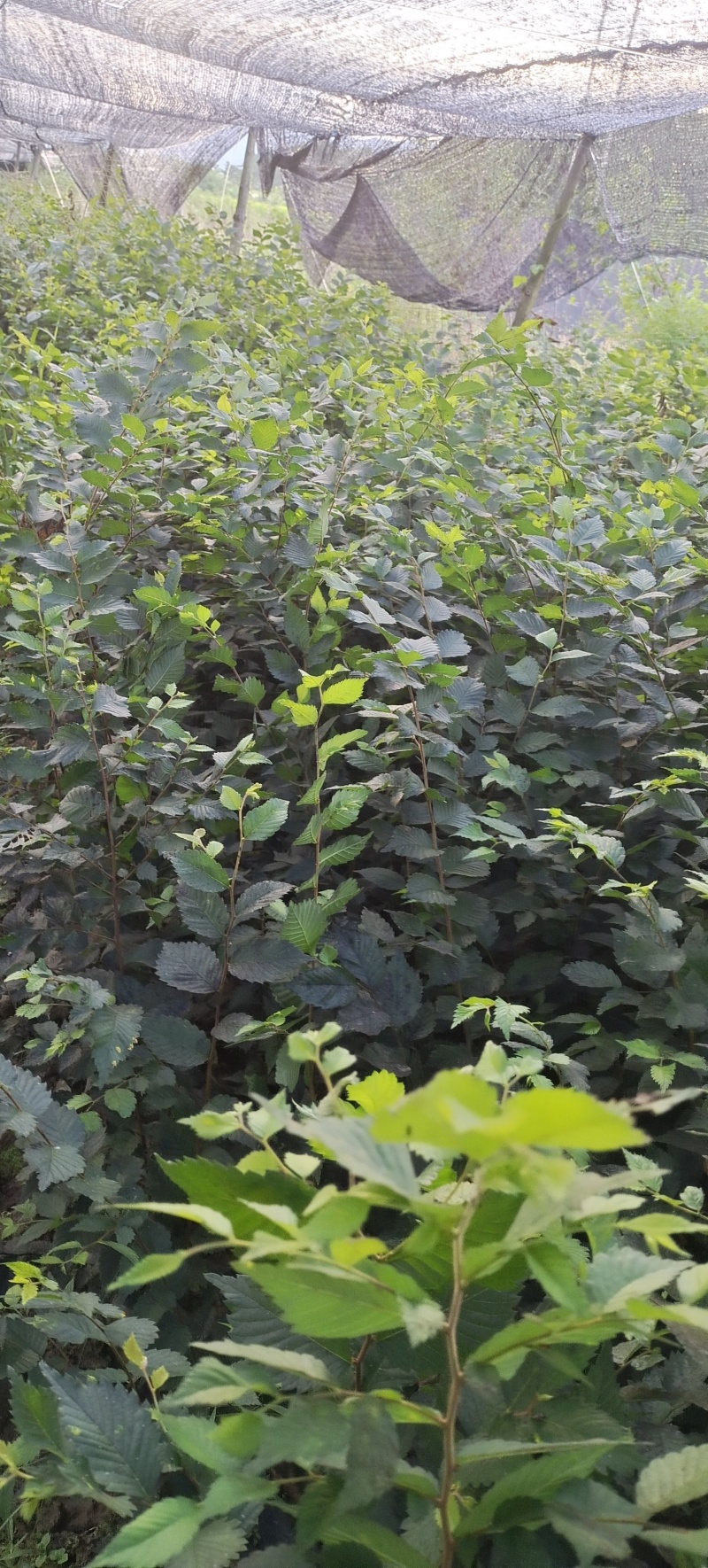 红榉苗，江西红榉苗，湖北红榉苗，裸根，杯苗