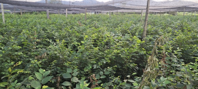 红榉苗，江西红榉苗，湖北红榉苗，裸根，杯苗