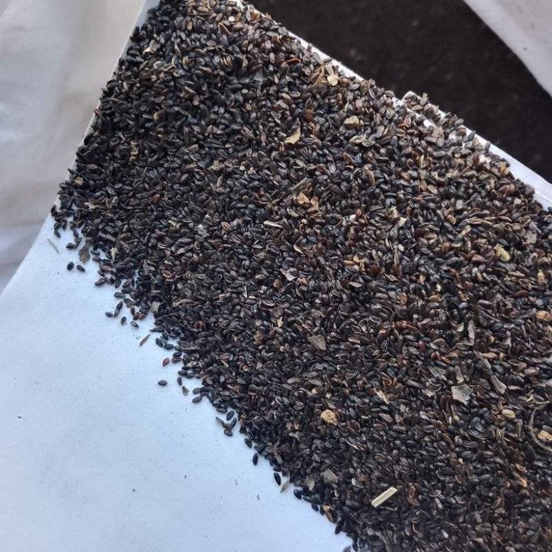 精品新货桔梗大量产新，无渣草，干净，