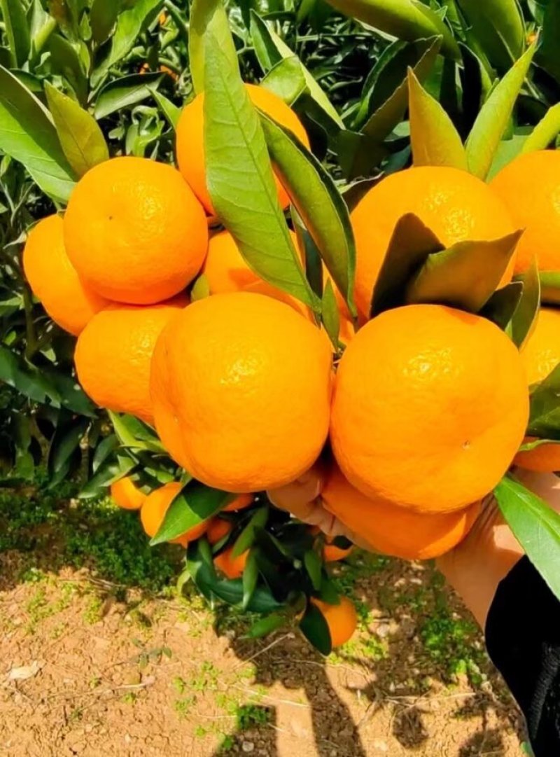 高山蜜橘，皮薄汁多无渣无籽，口感好，果面干净，