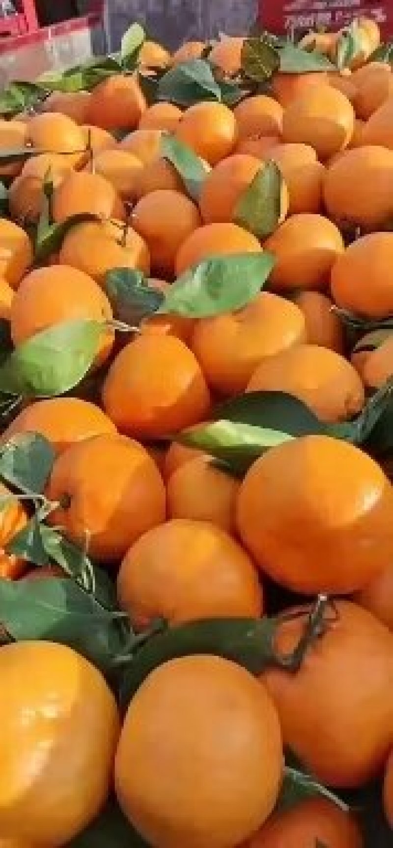 高山蜜橘，皮薄汁多无渣无籽，口感好，果面干净，