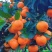 高山蜜橘，皮薄汁多无渣无籽，口感好，果面干净，