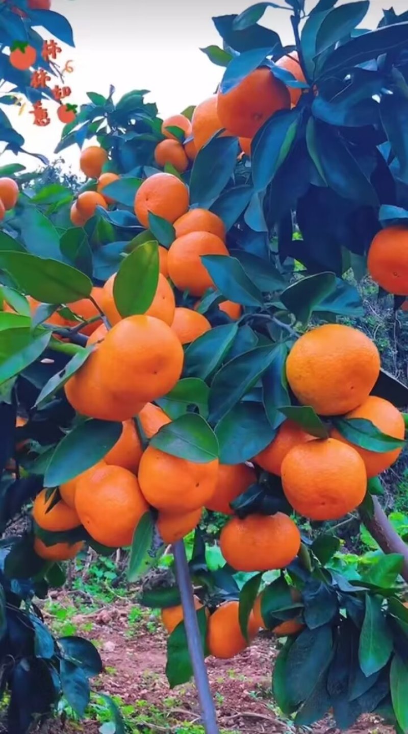 高山蜜橘，皮薄汁多无渣无籽，口感好，果面干净，