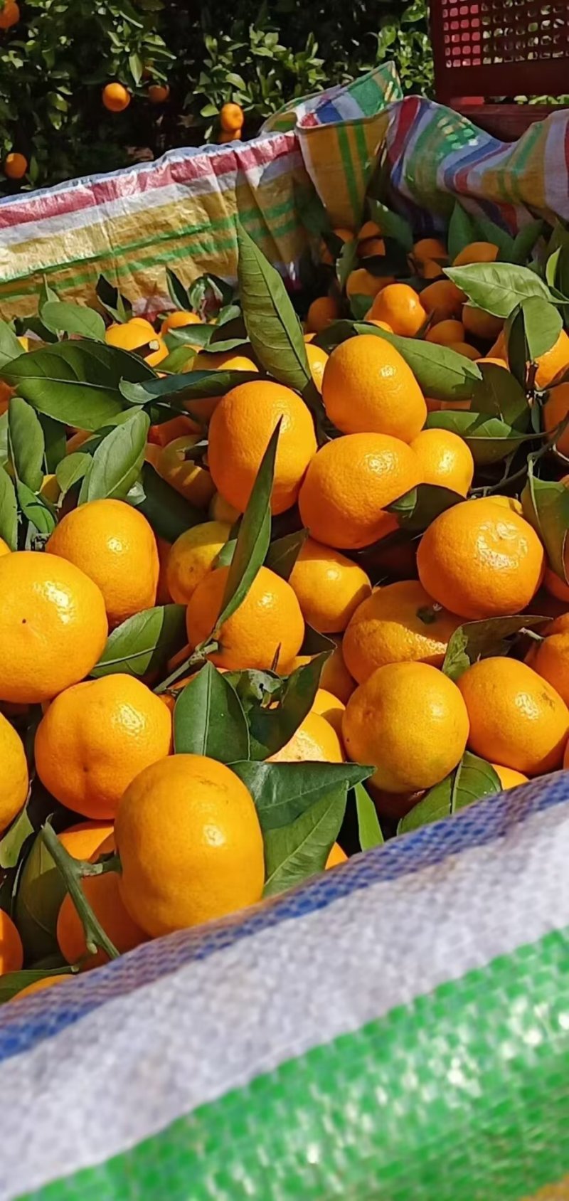 高山蜜橘，皮薄汁多无渣无籽，口感好，果面干净，