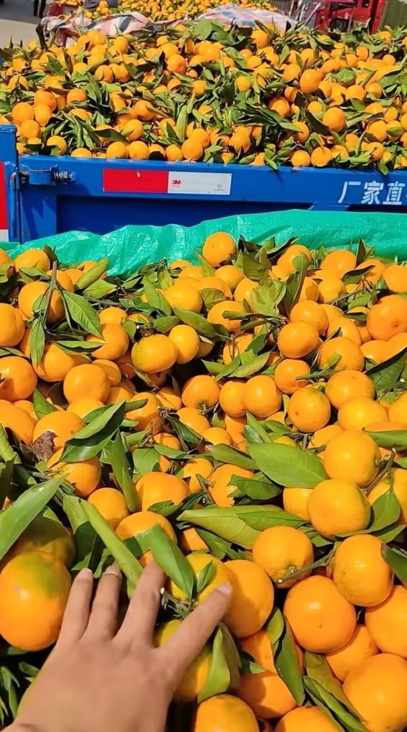 高山蜜橘，皮薄汁多无渣无籽，口感好，果面干净，