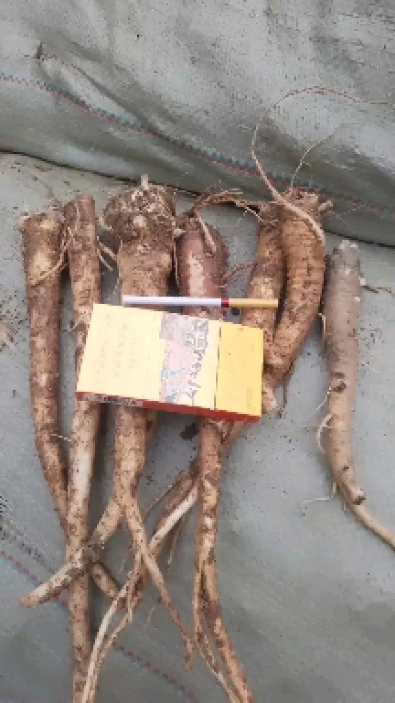 精品高含量桔梗，3—5年生长期，含量高，个头大，质量好，