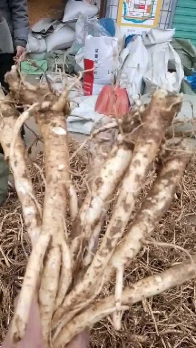 精品高含量桔梗，3—5年生长期，含量高，个头大，质量好，