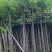 阴香3-4-5-8-10-12-15公分，各规格齐全！