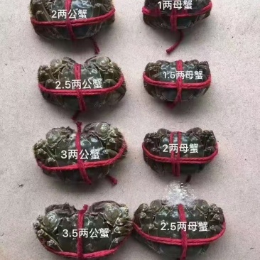 大眼幼体