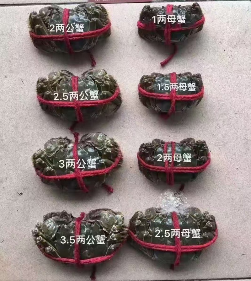 大眼幼体