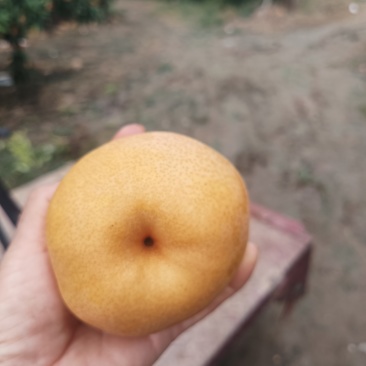 晚秋黄梨