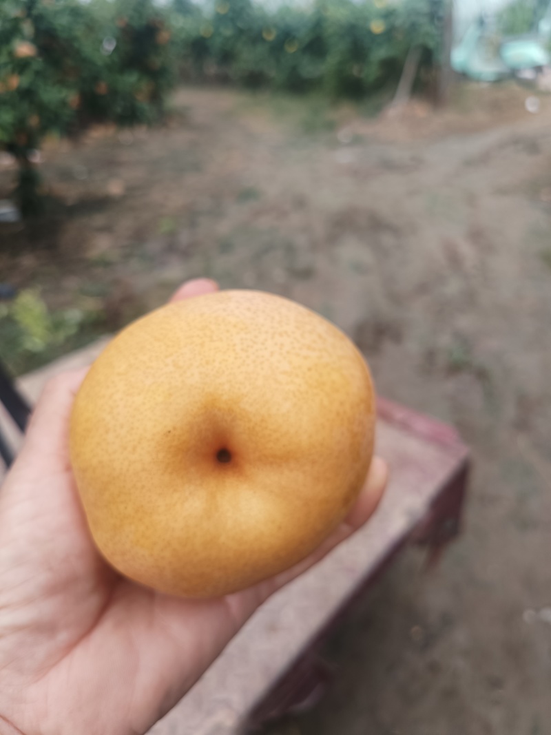 晚秋黄梨