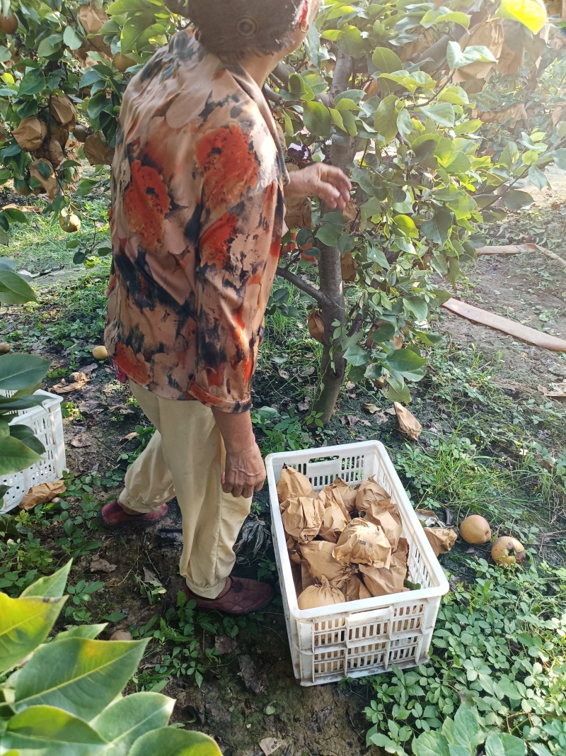 晚秋黄梨