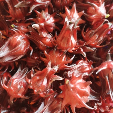 新鲜洛神花红桃K