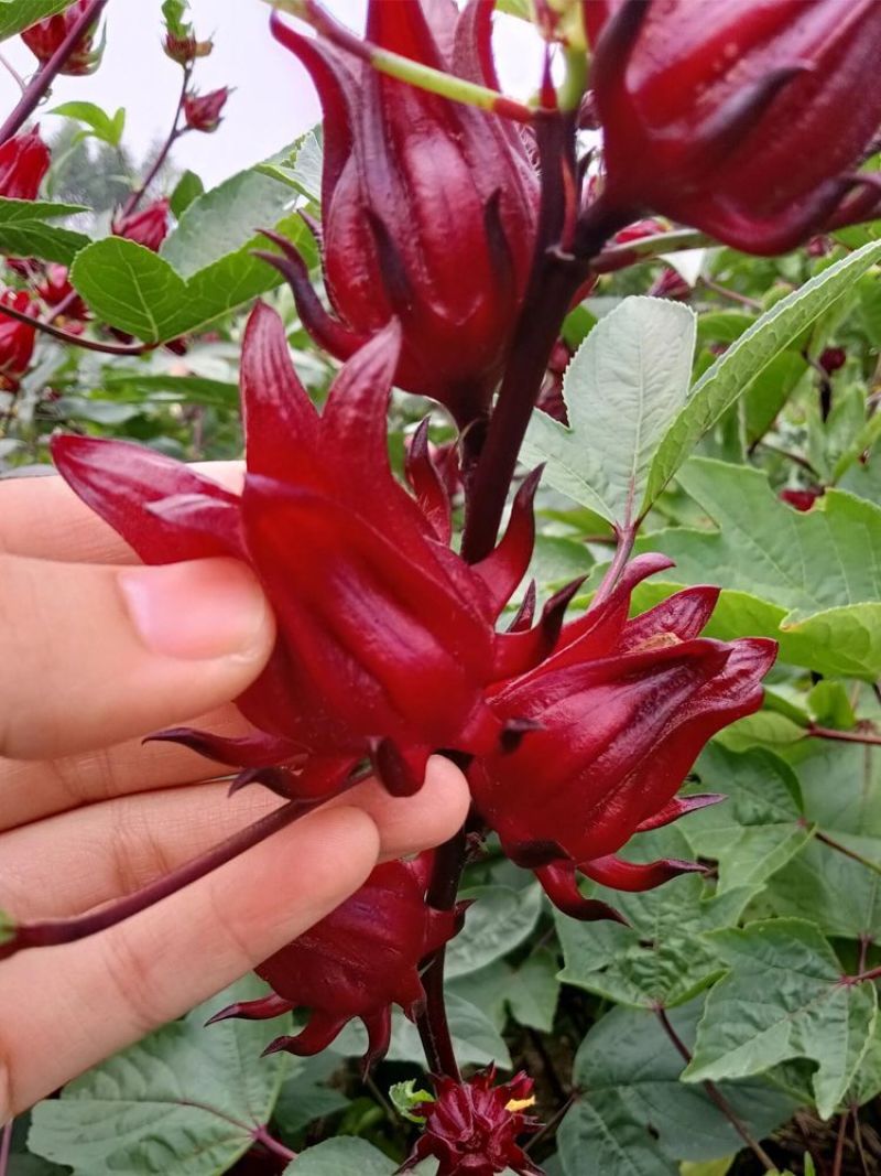 新鲜洛神花红桃K