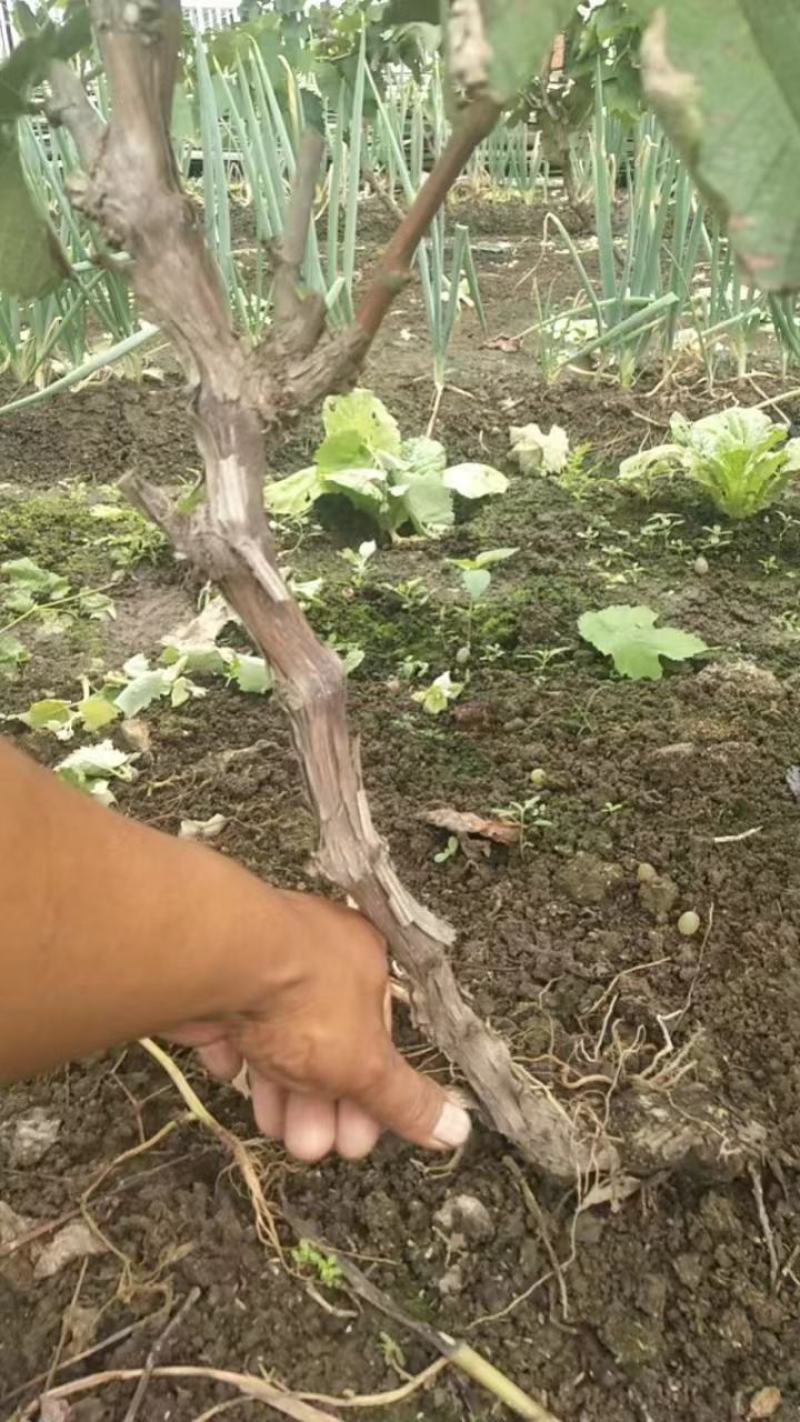 精品葡萄苗，大量有货，质量保证，成活率高，欢迎选购