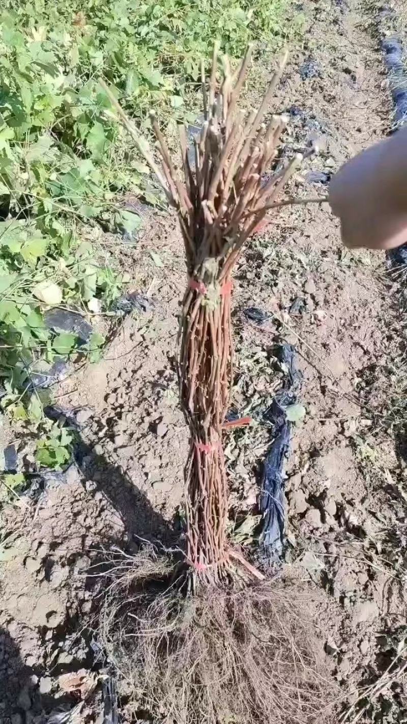 精品葡萄苗，大量有货，质量保证，成活率高，欢迎选购