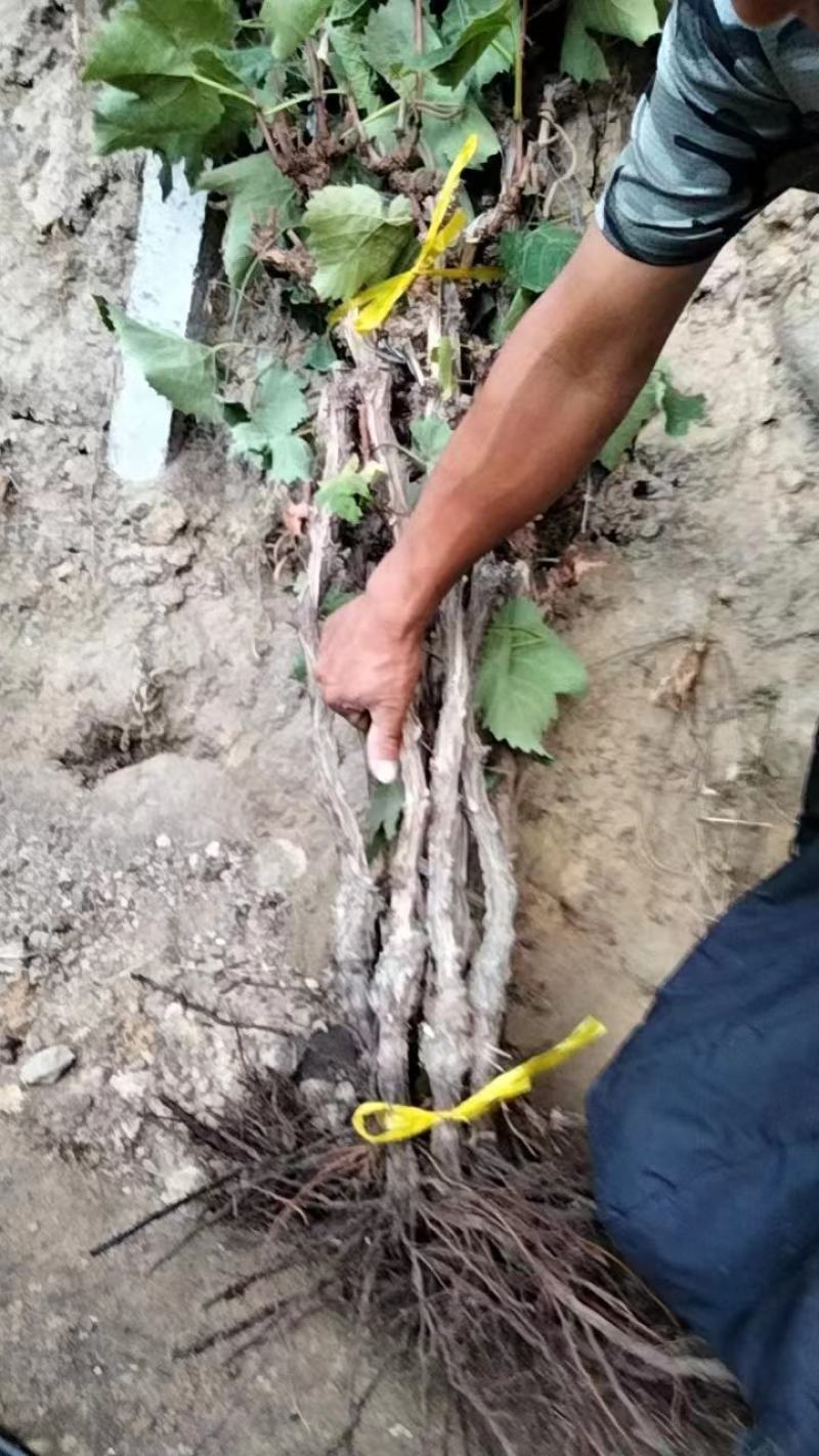 精品葡萄苗，大量有货，质量保证，成活率高，欢迎选购