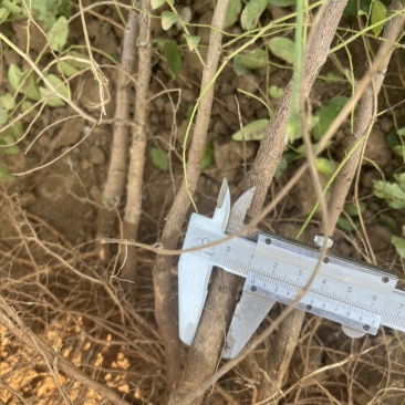 冀酸三号双仁药用酸枣苗，荒山荒地都可种植