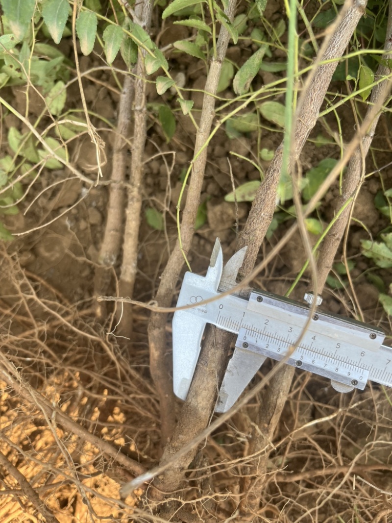 冀酸三号双仁药用酸枣苗，荒山荒地都可种植