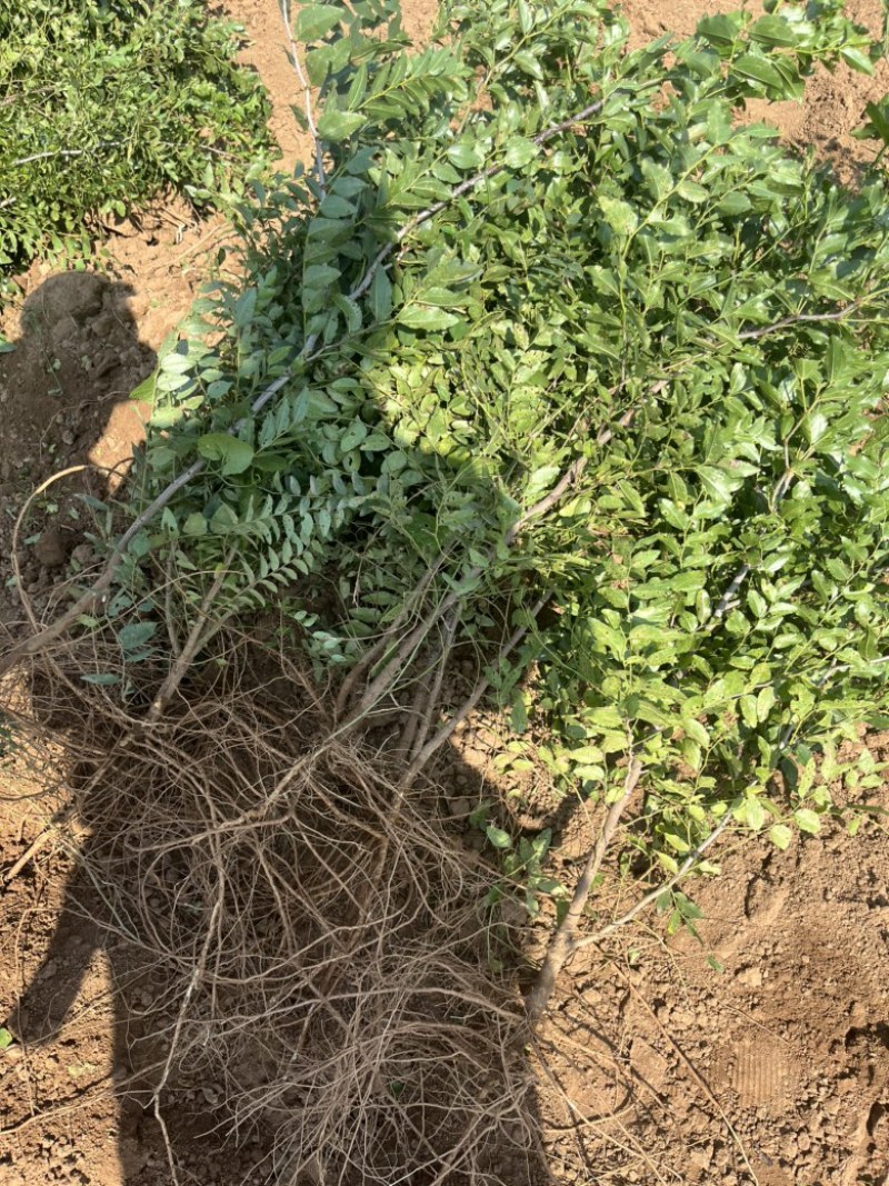 冀酸三号双仁药用酸枣苗，荒山荒地都可种植