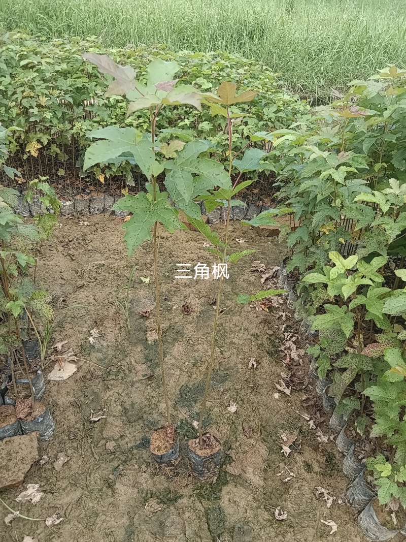 三角枫
