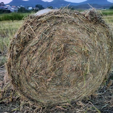 稻草圆捆