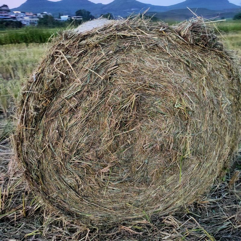 稻草圆捆