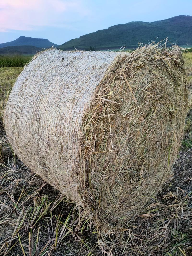 稻草圆捆