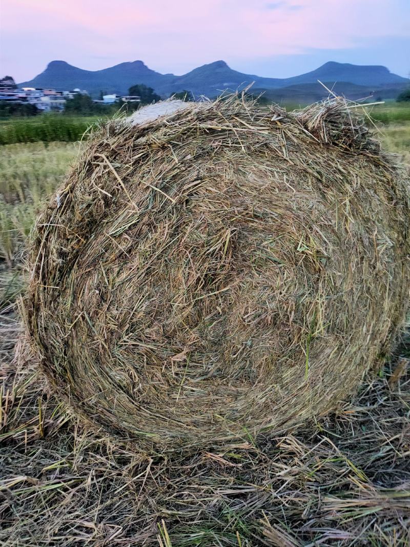 稻草圆捆