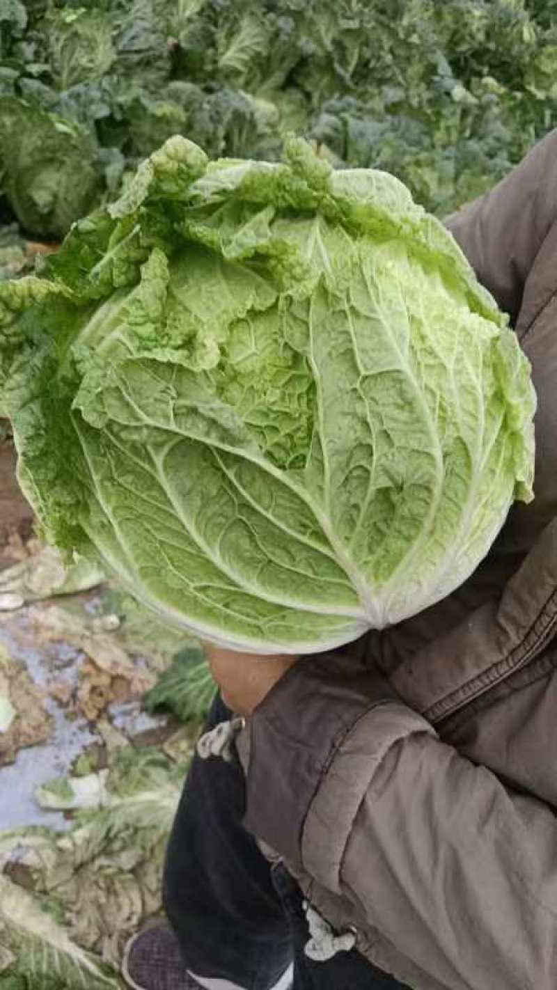 大白菜，黄心白菜
