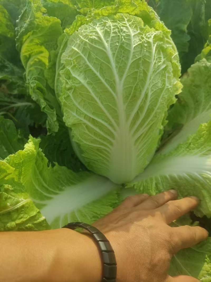 大白菜，黄心白菜